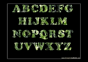Wall_Art_Alphabet_Photography_Art_ 144
